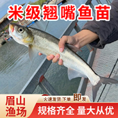 翘嘴鱼苗冷水淡水鱼养殖食用小鱼苗大米级翘嘴红鲌苗活体翘壳鱼苗