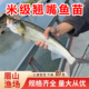 翘嘴鱼苗冷水淡水鱼养殖食用小鱼苗大米级翘嘴红鲌苗活体翘壳鱼苗