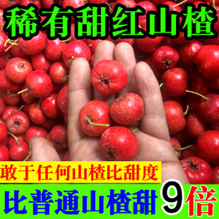 山东甜红子山楂鲜果新鲜甜口野生小山楂果迷你山里红红心甜山楂
