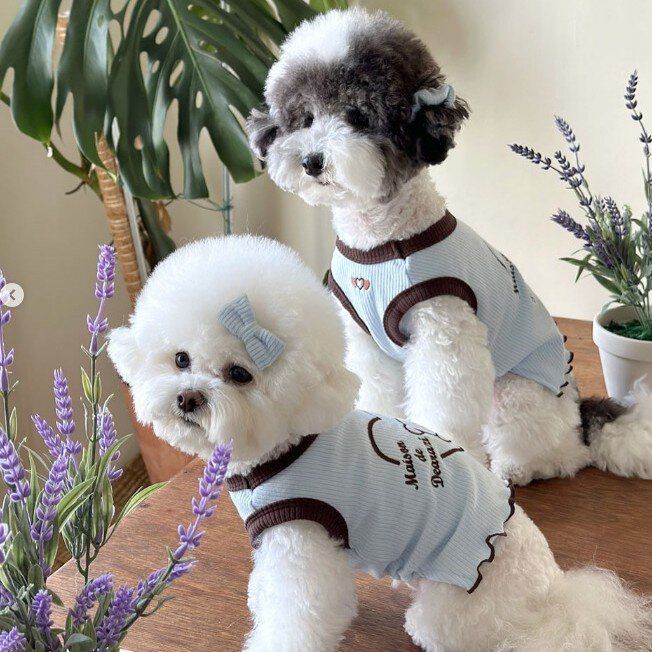 日韩ins风春夏季新款狗狗衣服爱心绣花小熊背心猫咪两脚宠物吊带