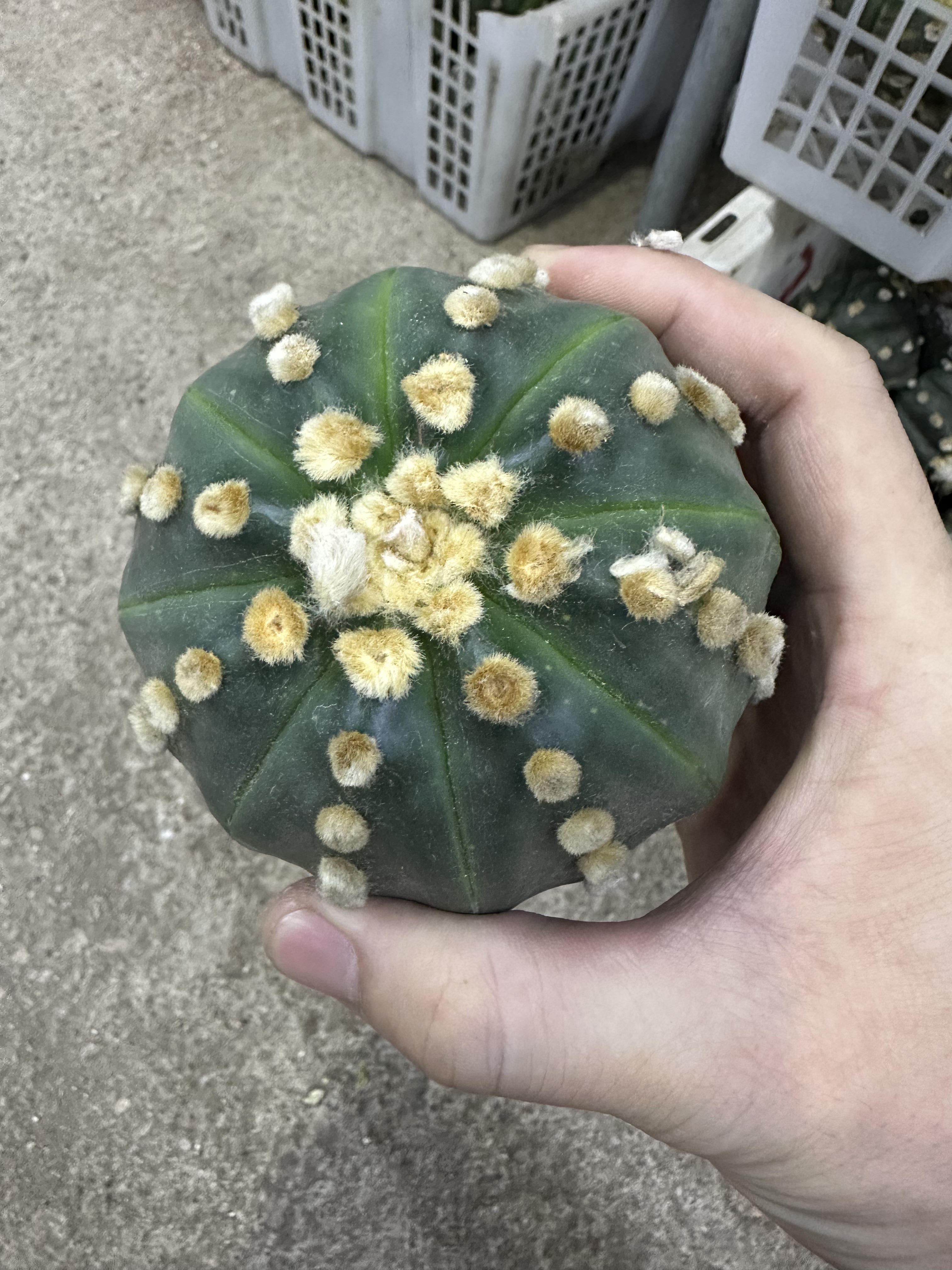 仙人球大颗星兜图片