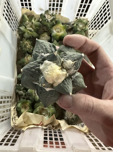 仙人球岩牡丹