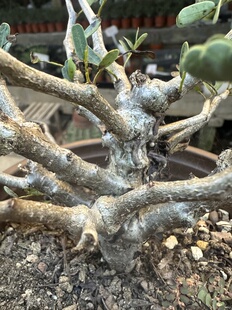 仙人球沙漠苏木