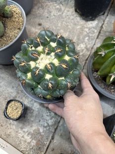 仙人球短豪刺象牙