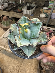 仙人球大戟科蓝鲸