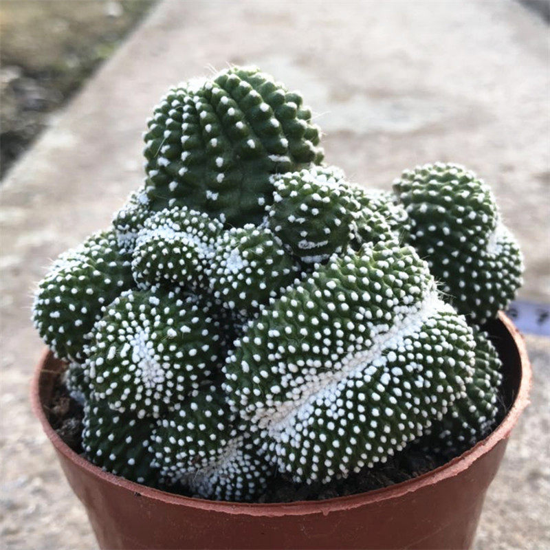 仙人球仙人掌 白松露缀化 办公室绿植小盆栽满28包邮