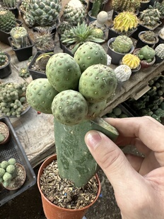 仙人球习自野洞洞习基因习自野