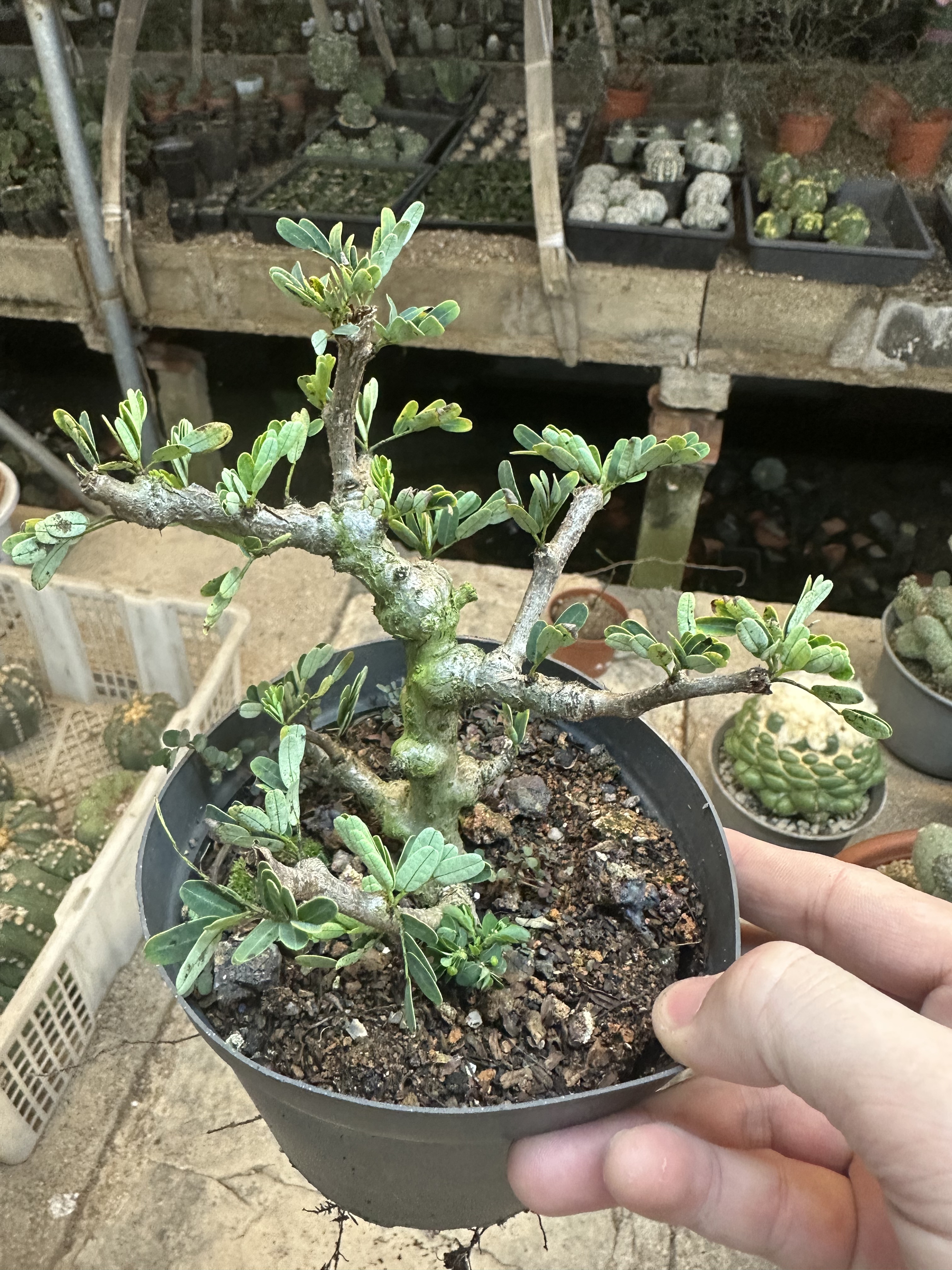 仙人球块根沙漠苏木