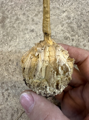 仙人球块根龟甲罗摩