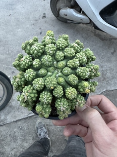 仙人球王冠龙石化