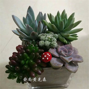 B爱上黄先生多肉肉植物组合花卉室内办公室绿植盆栽满28包邮