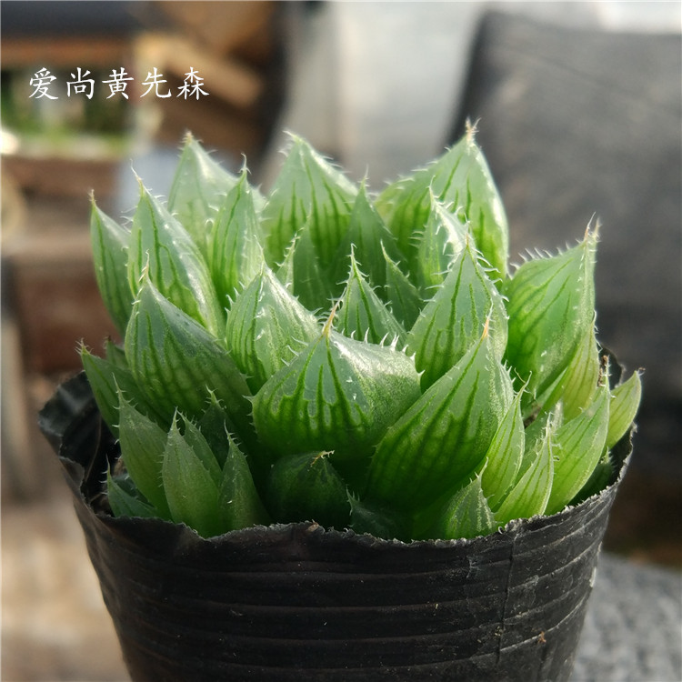 多肉植物【水晶宝草】肉肉植物 净化空气 办公室 小盆栽