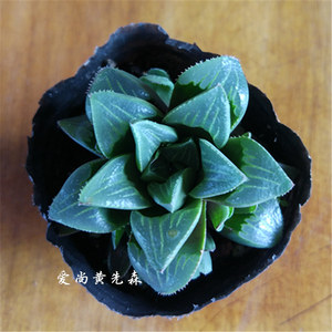 多肉植物【姬寿】十二卷属办公室防辐射净化空气小盆栽