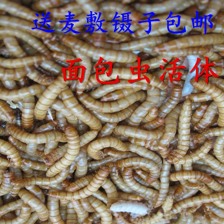 包邮黄粉虫活体面包虫小黄粉虫龙爬虫/鸣虫食物