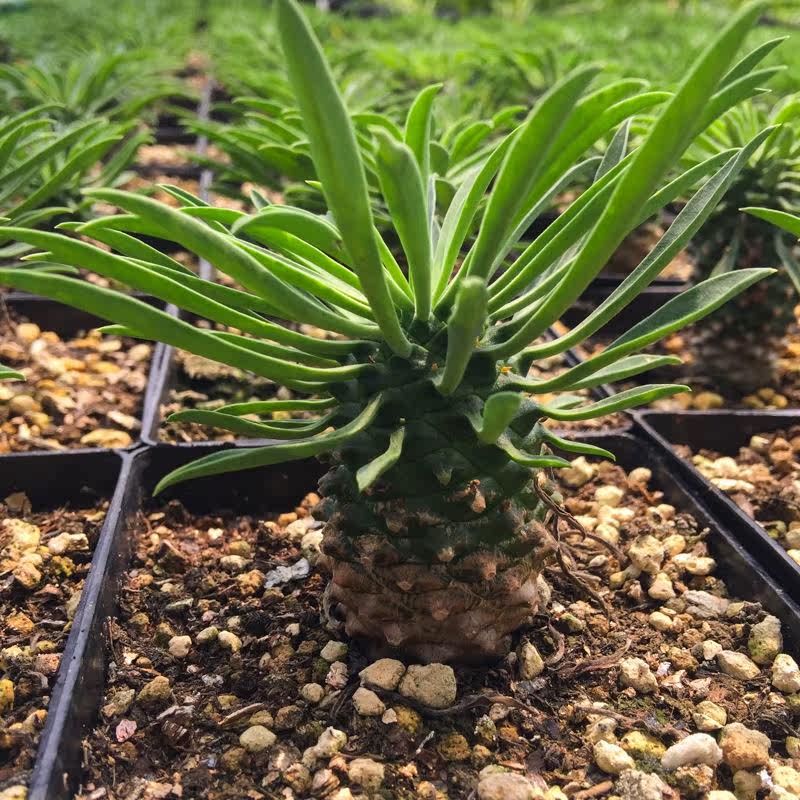 铁甲麒麟峨眉山铁甲丸同为大戟科形似小菠萝稀有多肉块根植物峨