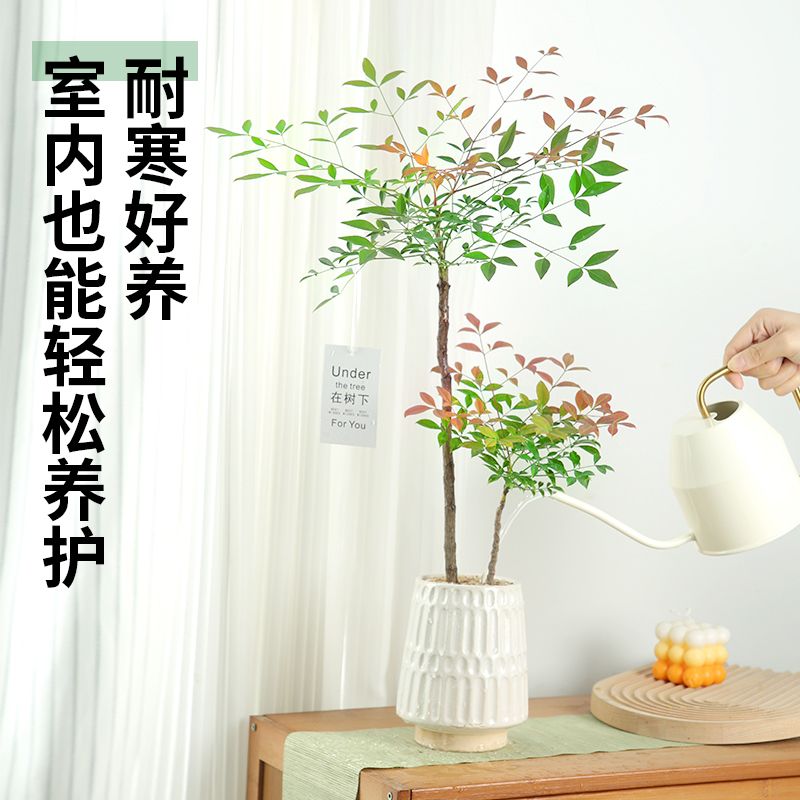 (只发精品)火焰南天竹盆栽客厅桌面绿植