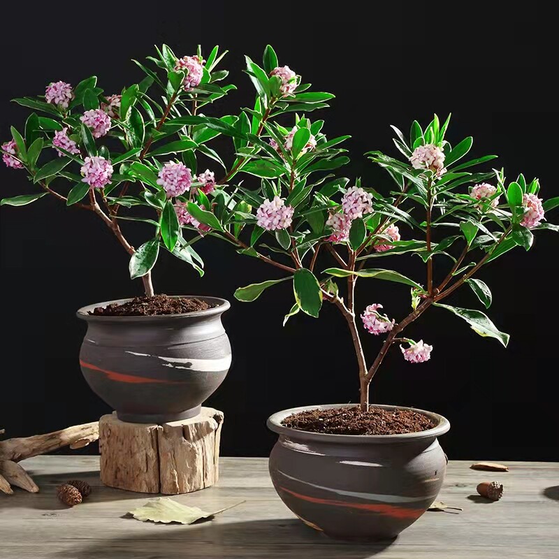 金边瑞香芳香型花卉造型优美图片