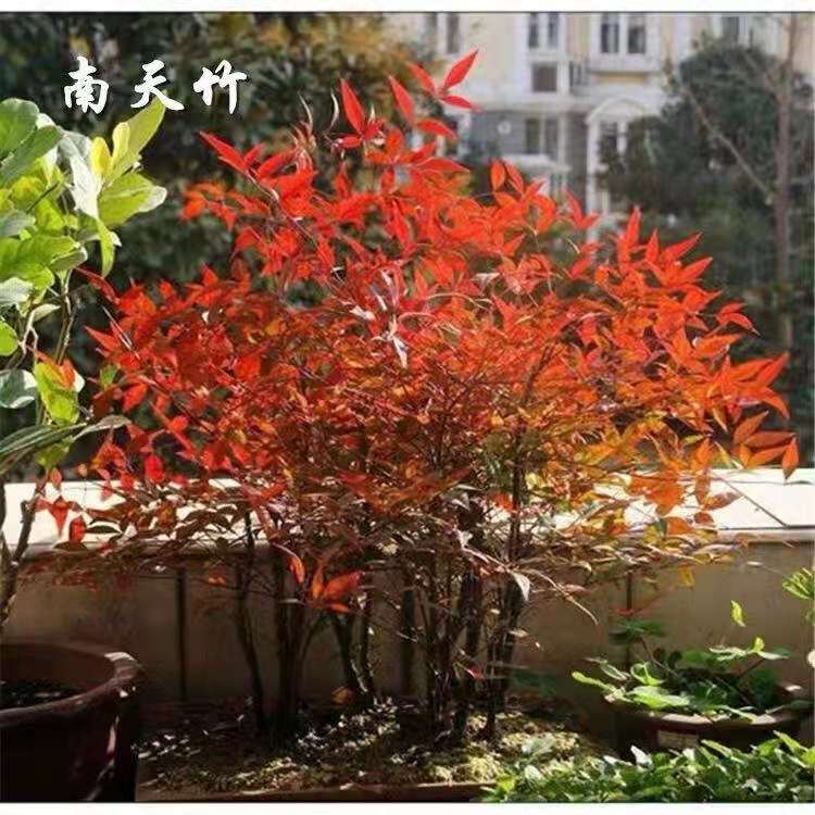 火焰南天竹老桩造型竹苗耐寒植物