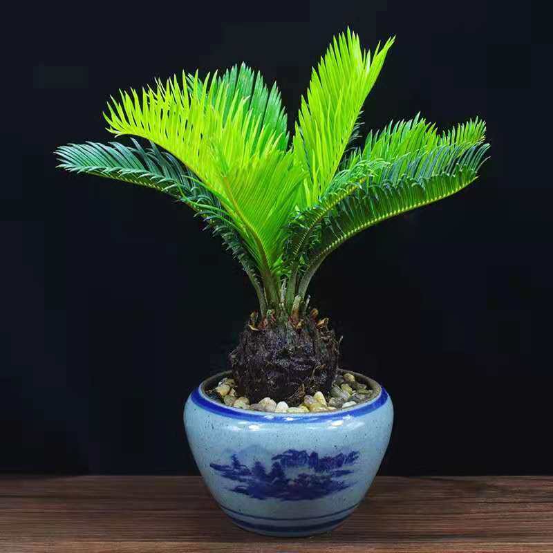 铁树盆栽苏铁盆景办公室内客厅花卉阳台四季常青好养植物桌面绿植,鲜花速递/花卉仿真/绿植园艺,绿植,淘宝优惠券,粉丝福利购,淘宝优惠卷