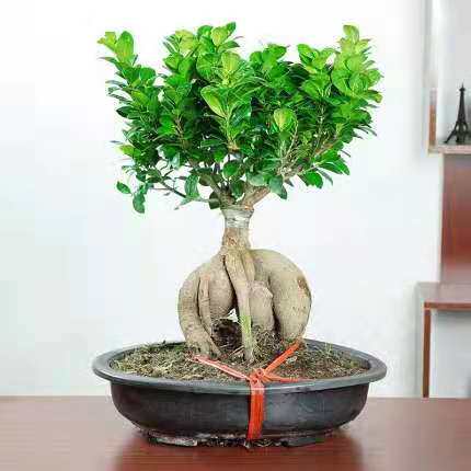 四季常青耐寒榕树造型树桩盆景苗室内植物人参榕小叶榕树盆栽绿植