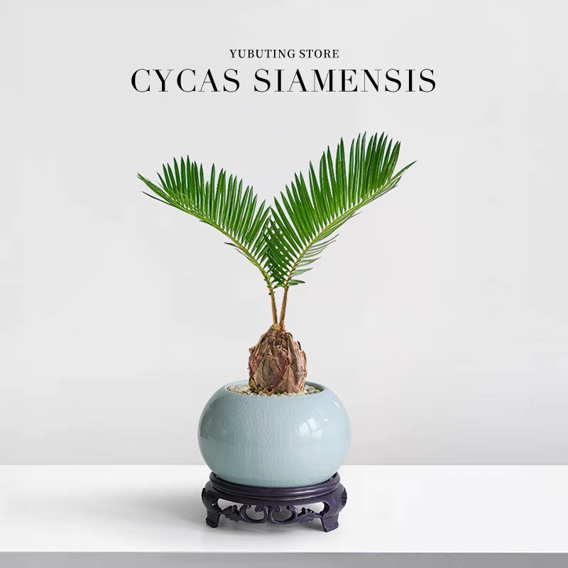 铁树盆栽植物室内好养花卉盆栽桌面小植物创意禅意苏铁造型盆景