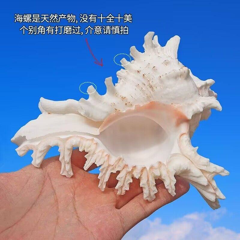 天然超大海螺贝壳千手螺海星鱼缸造景居家橱柜摆件海洋标本