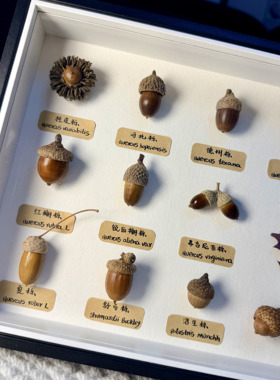 冰河世纪橡子礼盒壳斗科系列收藏植物标本生日居家百搭摆件礼物