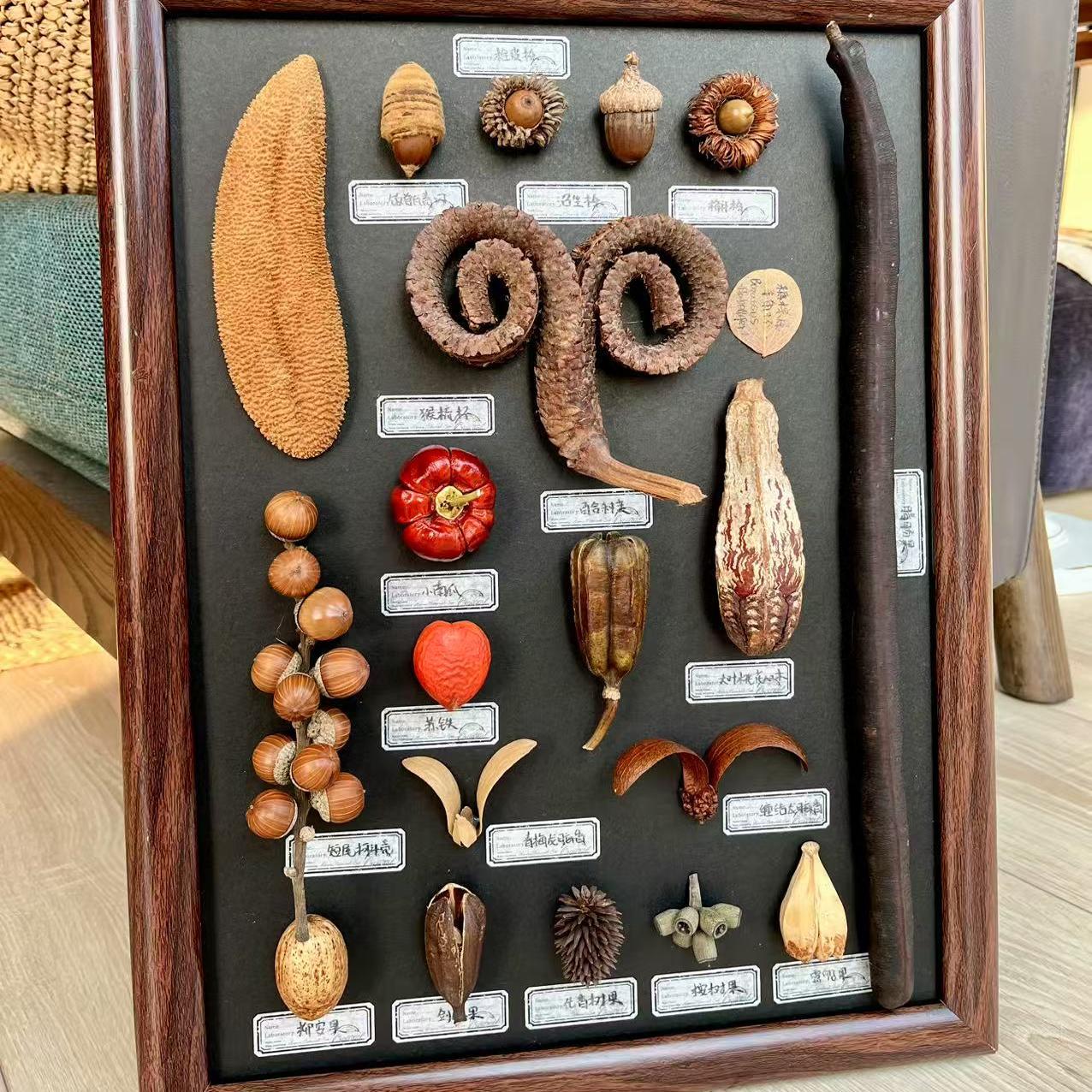 羊角种子成品大号标本画