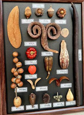 乔迁礼物植物果实种子民宿咖啡厅买手生日礼物小众设计师百搭装饰