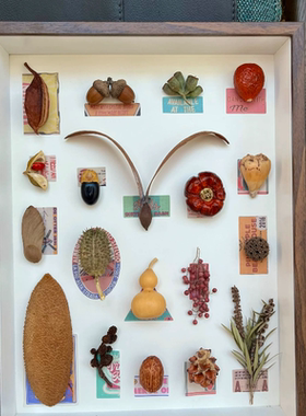 植物果实种子标本装饰画家居摆件百搭装饰创意礼物设计师软装好物