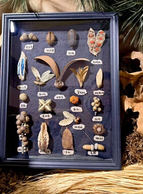 植物标本情人节生日礼物餐厅百搭居家装饰画乔迁工作室摆件装饰