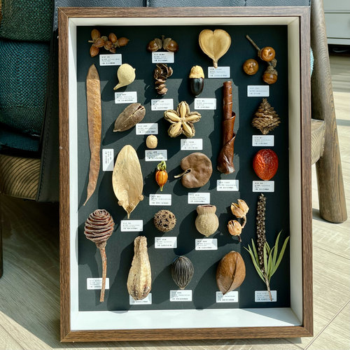 复古标本挂画创意小众礼物高颜值