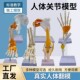 膝关节 肘关节 肩关节 手关节 脚关节 髋关节 人体关节模型六件套