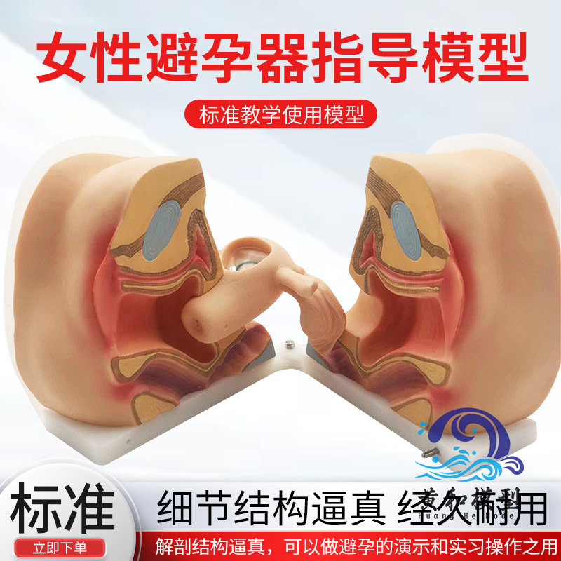 生殖器解剖模型黄和教学