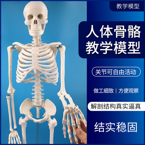 黄和模型85CM人体骨骼脊柱教具