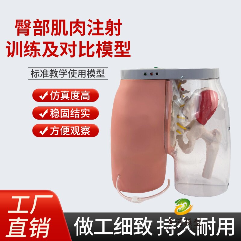 黄和模型臀部肌肉注射透明对比