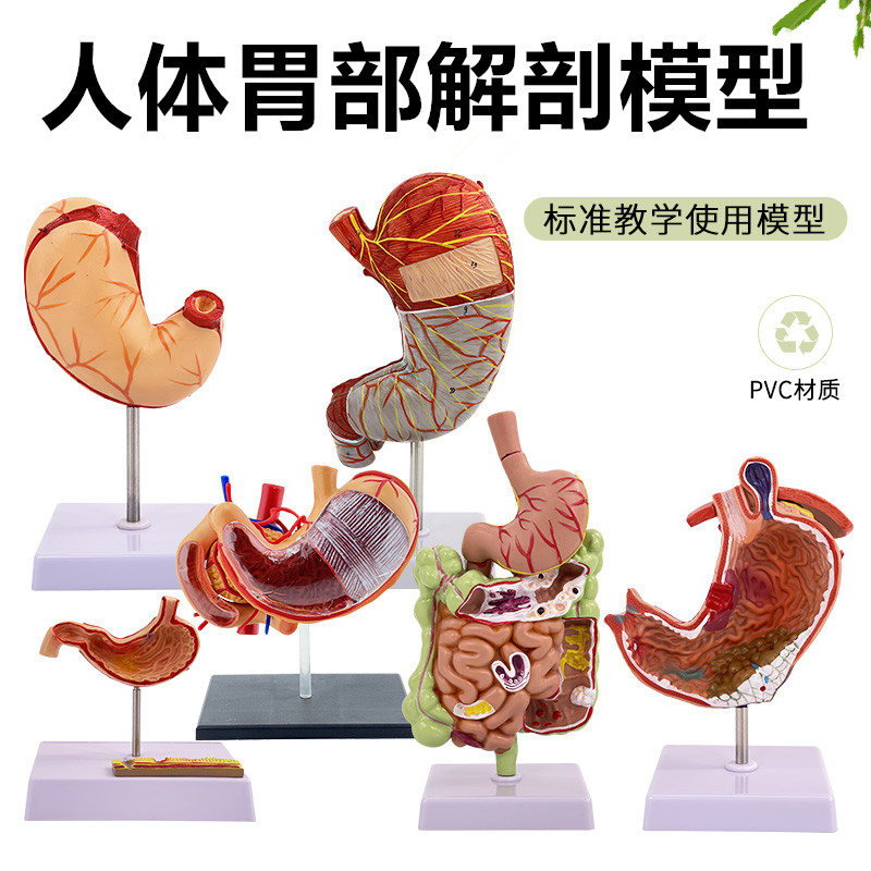 胃部解剖模型黄和人体胃教学