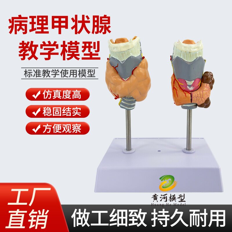 黄和模型甲状腺喉咙解剖教学