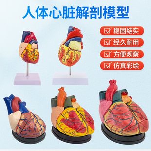 教学人体心脏解剖模型1：1可拆卸专业仿真超声教学内脏心内科教具