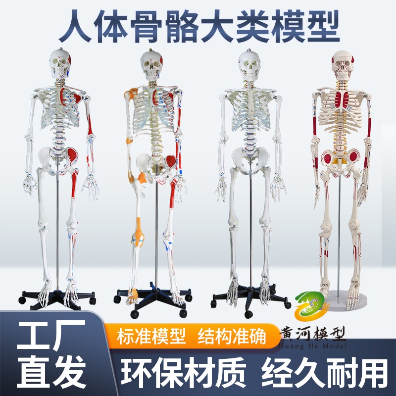黄和人体骨骼模型教学模型教具