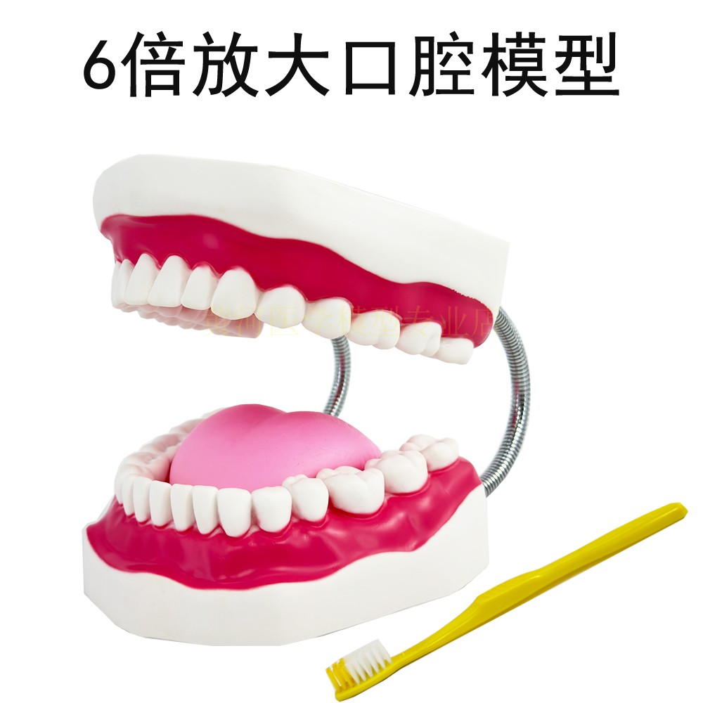 牙保健模型人体模型黄河教具