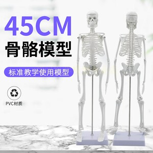 成人45cm高精度全身人体骨骼模型 小骷髅教学脊椎骨架演示工具