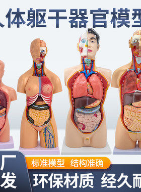 黄和模型人体器官解剖模型教学