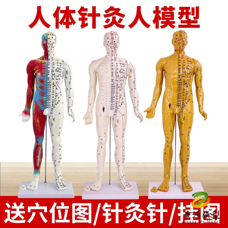 黄和针灸穴位人体模型教具