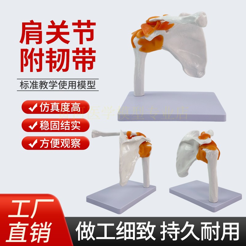 黄和自然大肩关节人体模型教学
