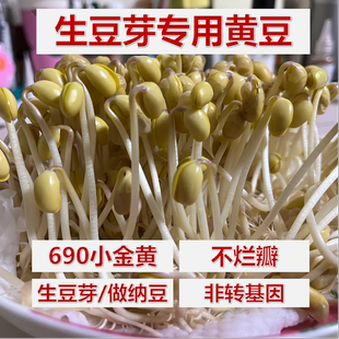生豆芽专用黄豆小粒黄豆生豆芽做纳豆2025新货出芽率高