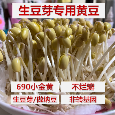 生豆芽专用黄豆小粒黄豆生豆芽做纳豆2025新货出芽率高