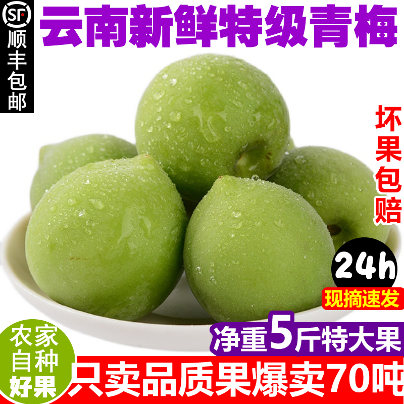 现摘云南大理5斤野生青梅品质特大果顺丰包邮新鲜酸梅子高山泡酒