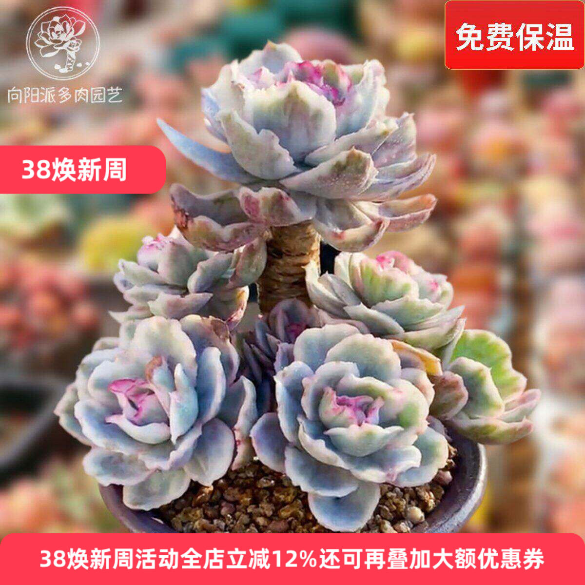 一物一拍伯克利锦高端精品贵货多肉植物老桩花卉绿植直播向阳派