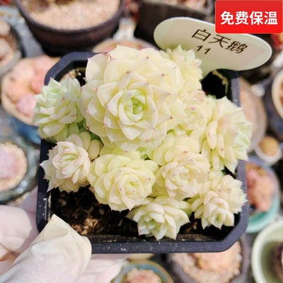 韩系白天鹅麦秆群一物一拍